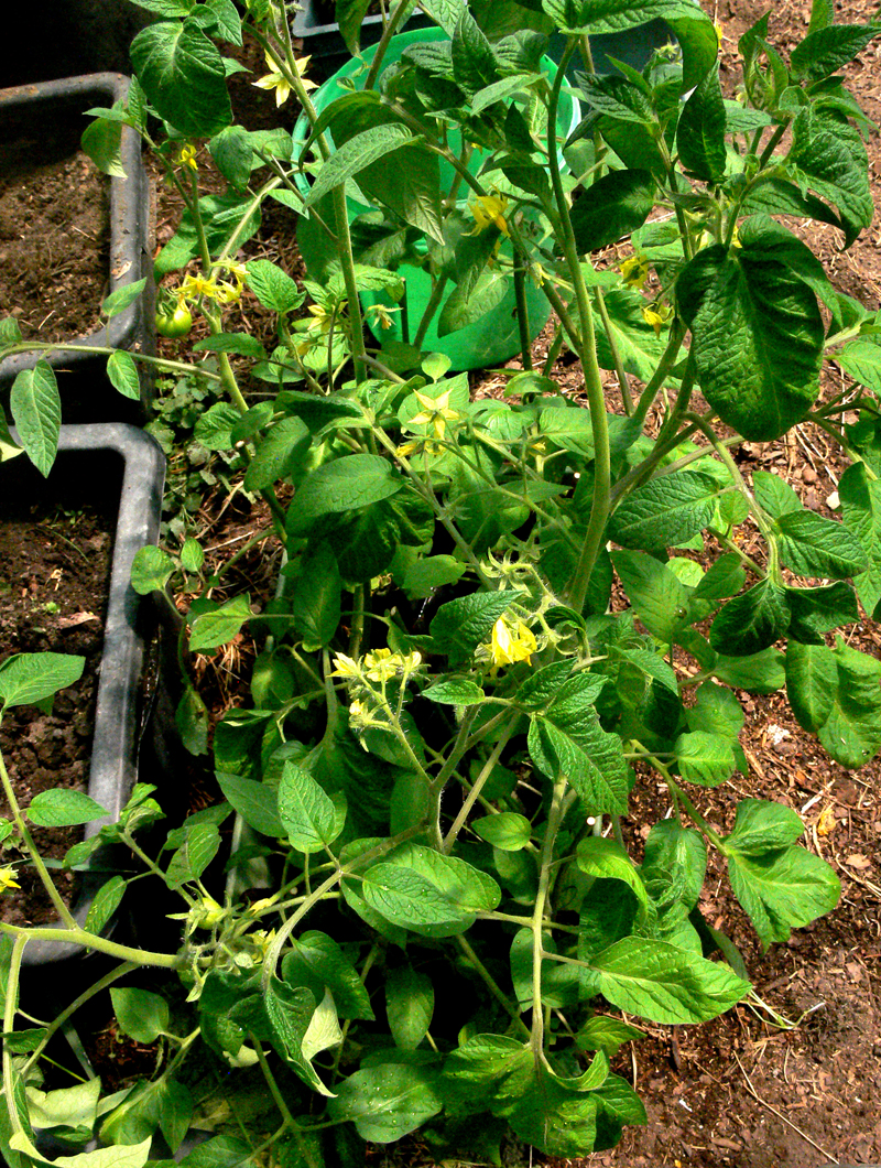 Gewächshaus Tomaten gepflanzt