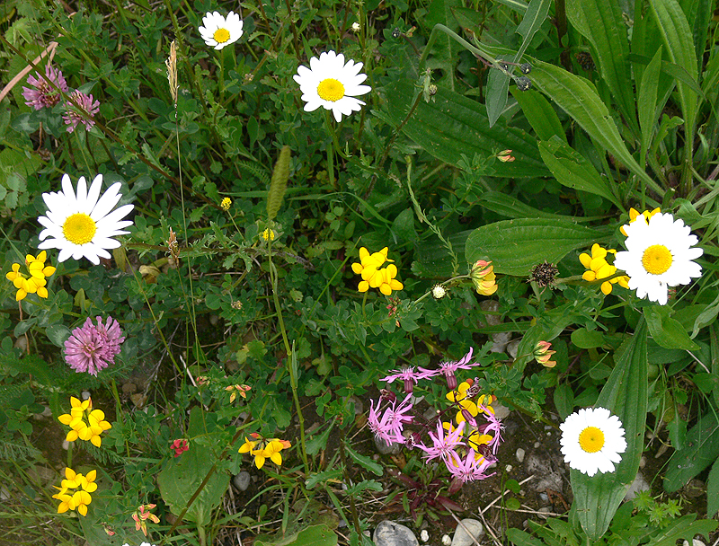 Blumenwiese Bienen Spinnen Insekten Margeriten Gemeinde Wehringen