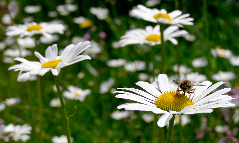 Blumenwiese Bienen Margeriten Gemeinde Wehringen
