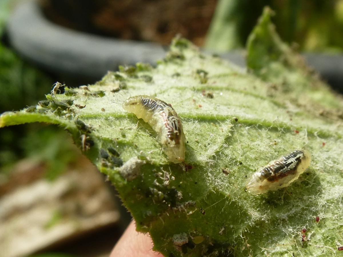 Blattläuse und ihre Feinde - Marienkäfer-Larven und Hain-Schwebefliegen