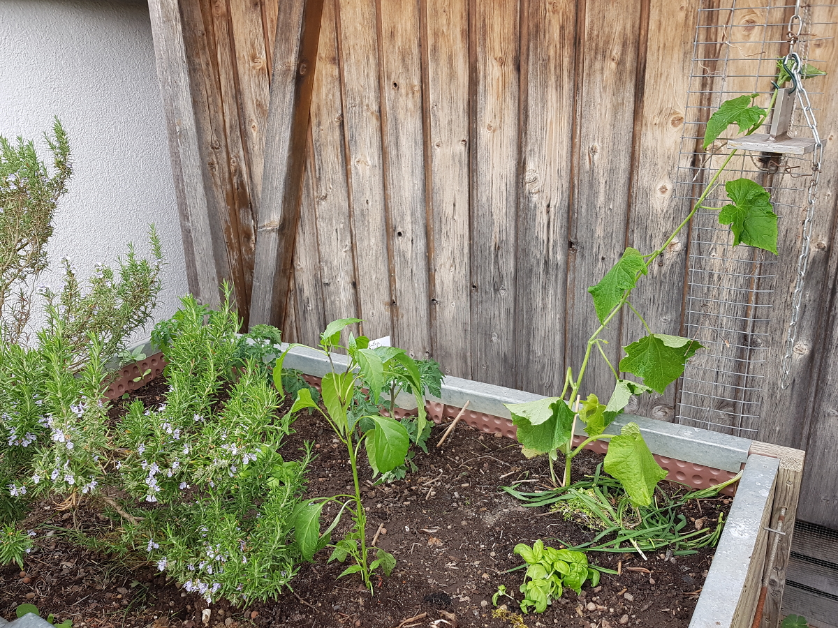 Tomaten Gurken Peperoni im Hochbeet