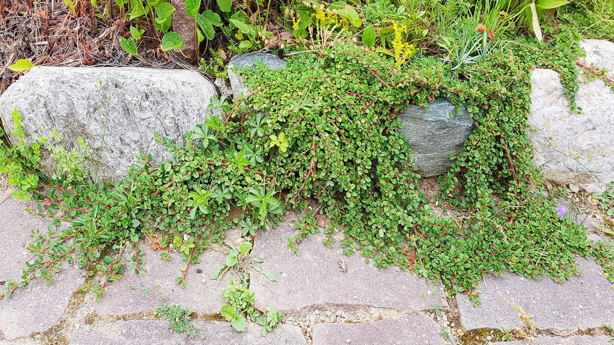 Thymian als Blattschmuck Thymian als Blattschmuck