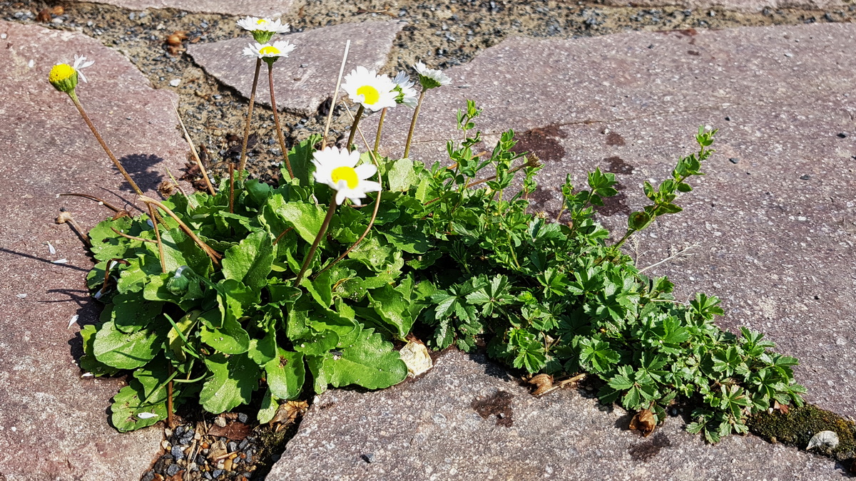 Dieses Gänseblümchen blüht von Januar bis Dezember Dieses Gänseblümchen blüht von Januar bis Dezember