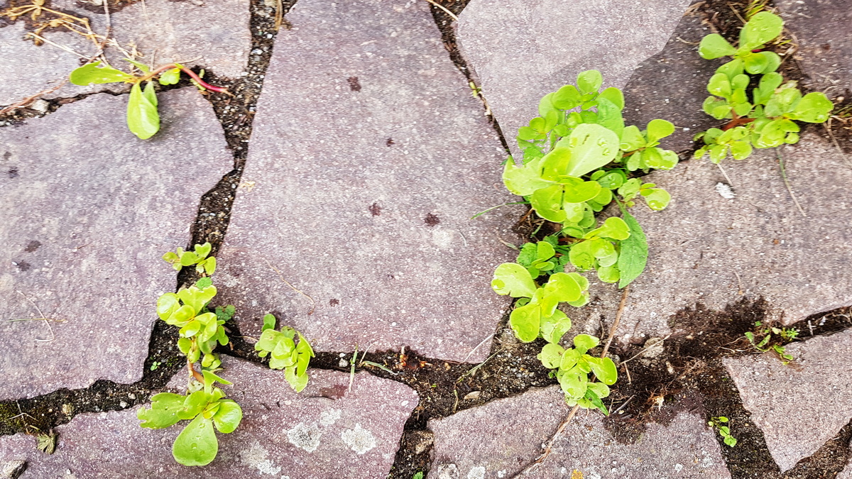 Portulak als Fugen-Salat Portulak als Fugen-Salat