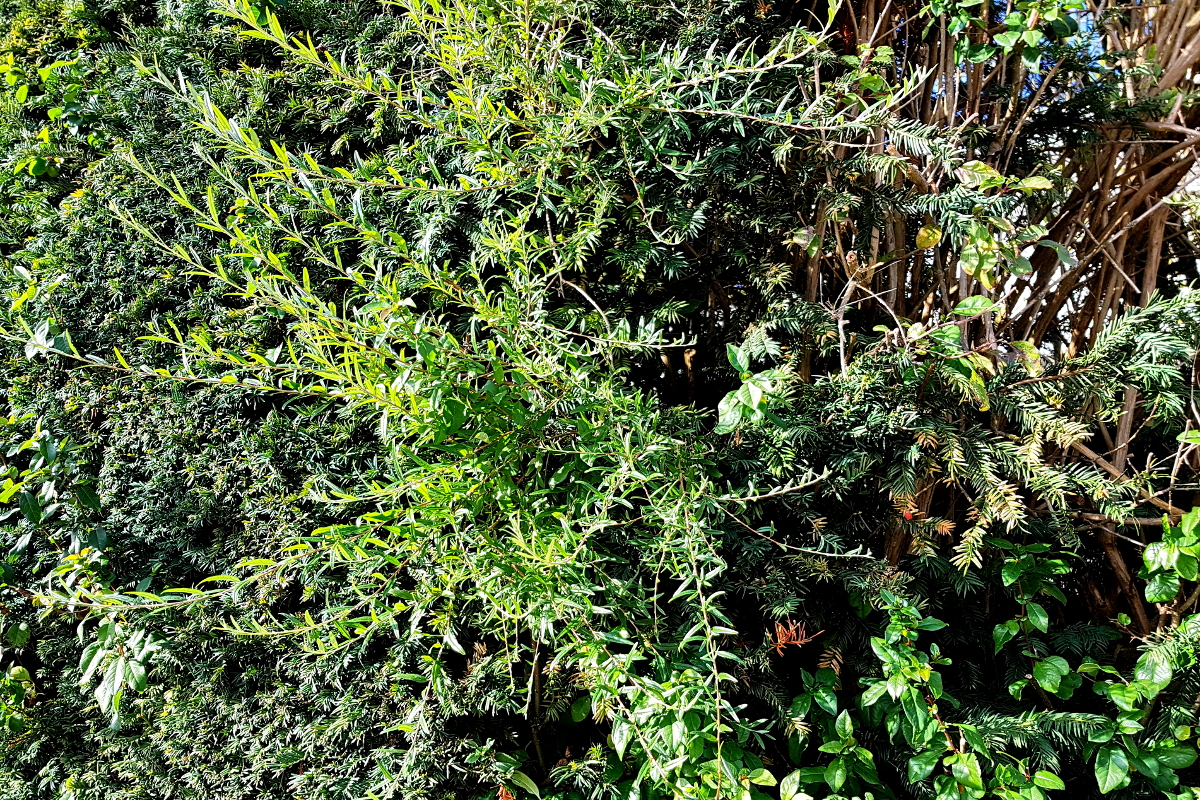 Eibe und Weide Eibe und Weide