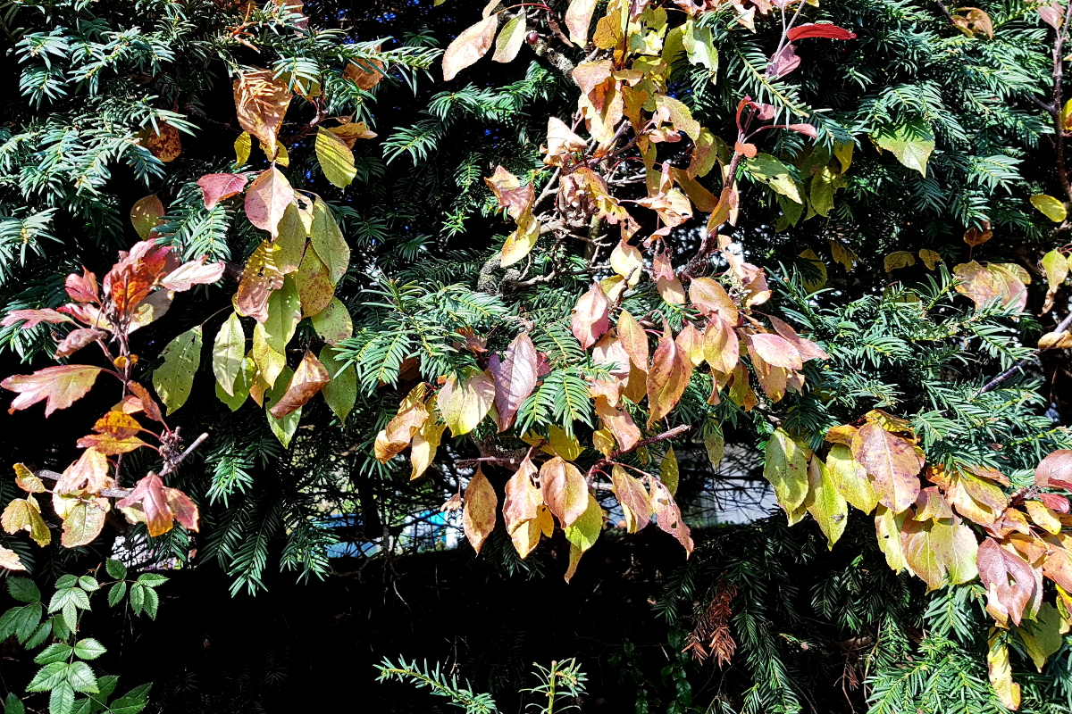 Eibe, Weißdorn und mehr Eibe, Weißdorn und mehr