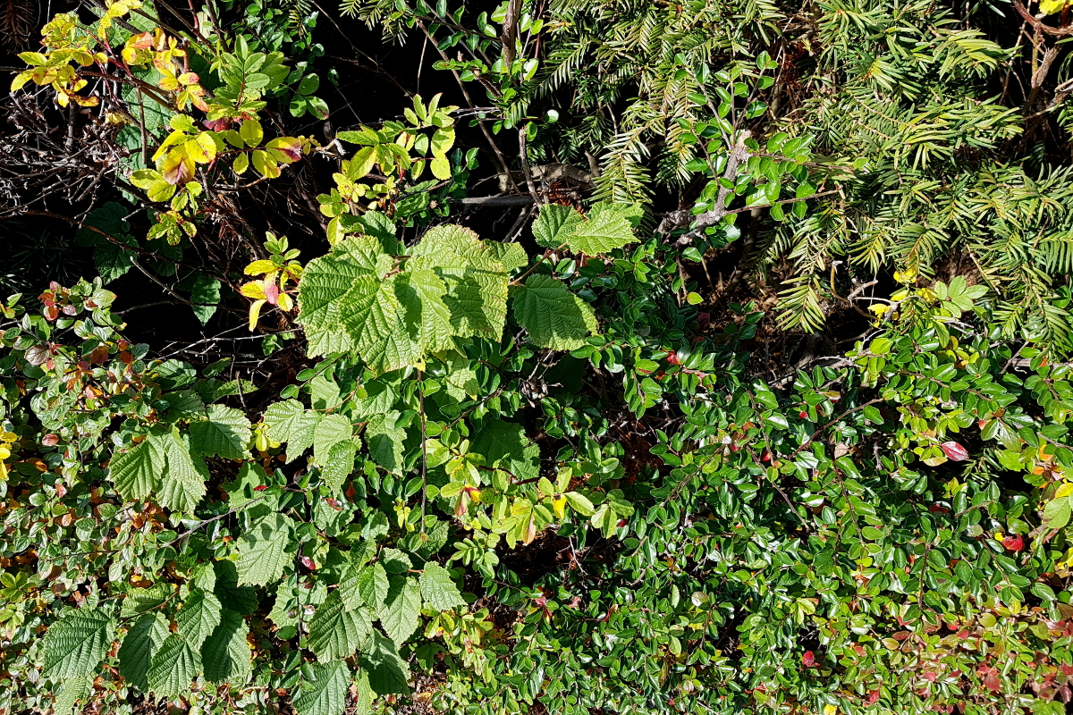 Haselnuss, Eibe, Cotoneaster Haselnuss, Eibe, Cotoneaster