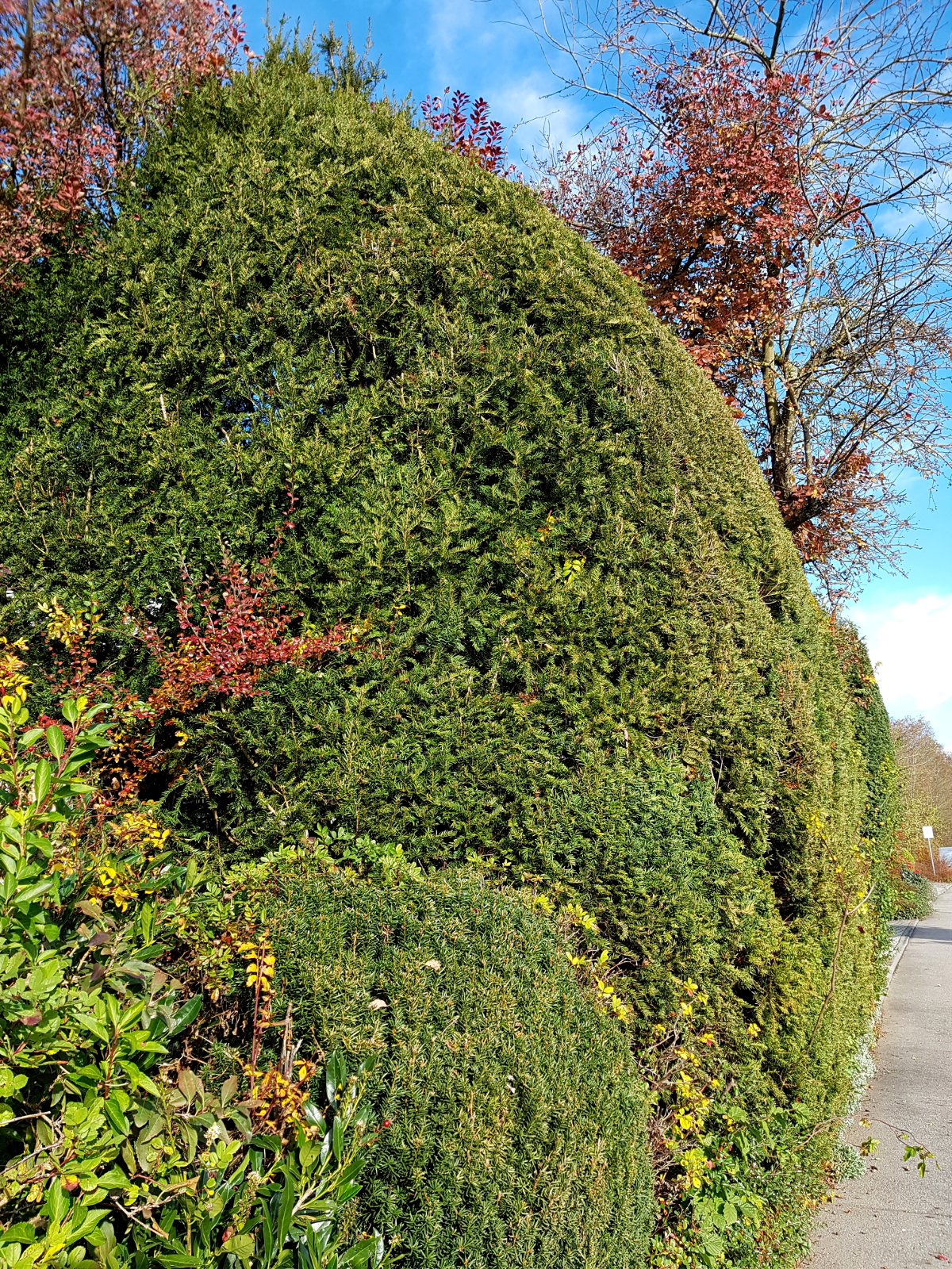 Sichtschutz, Lärmschutz, Vogelschutz-Hecke von der Seite Sichtschutz, Lärmschutz, Vogelschutz-Hecke von der Seite