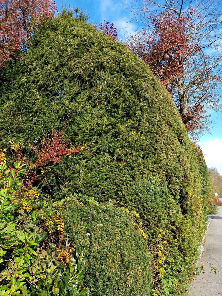 Sichtschutzhecke, auch für Lärmschutz Sichtschutzhecke, auch für Lärmschutz