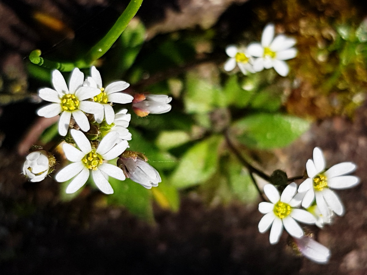 Frühlings-Hungerblümchen (Erophila verna ) Frühlings-Hungerblümchen (Erophila verna )