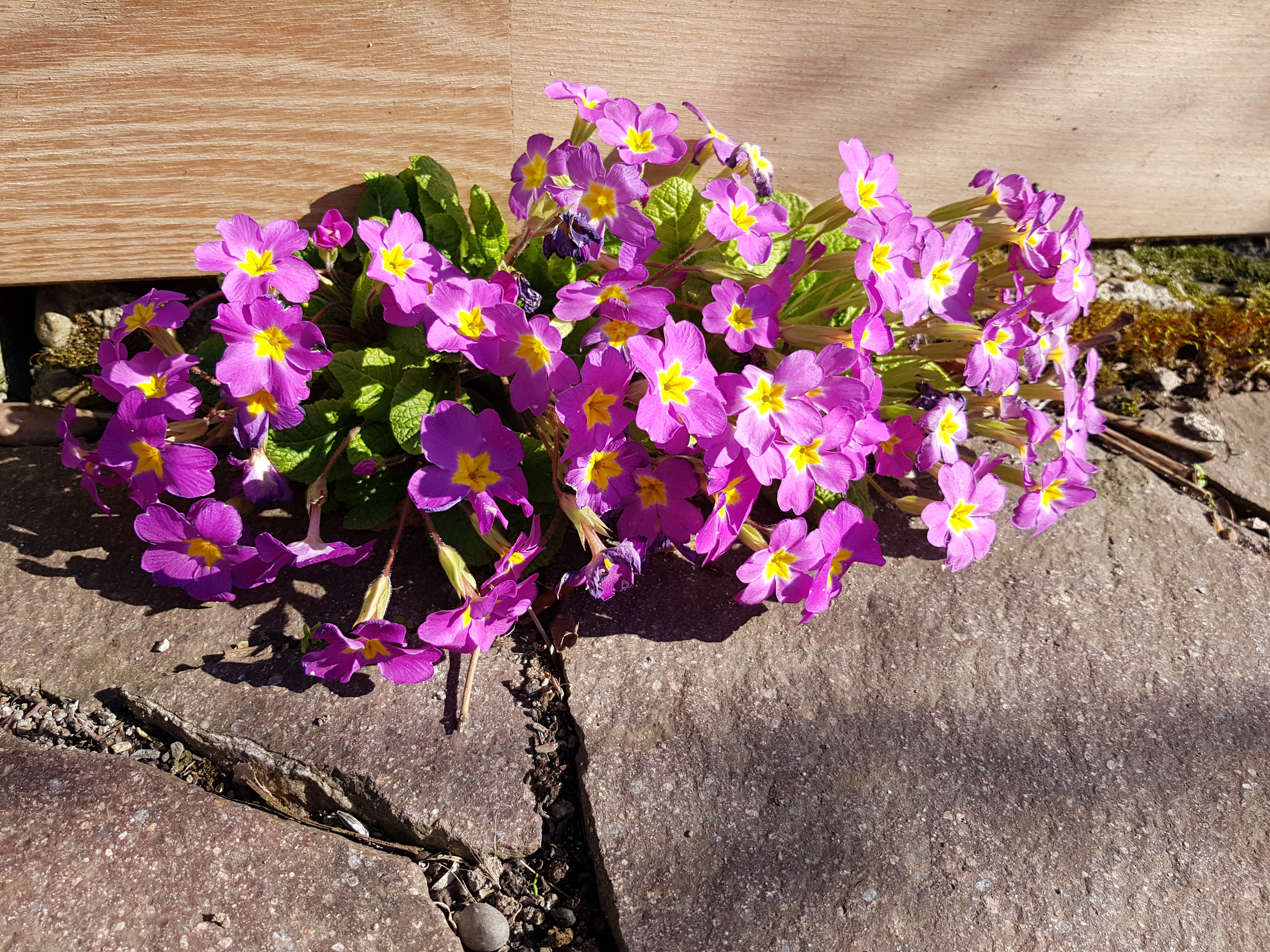 Das ist die Primel, die bei Vermehrung mit ihren Aussaat gezeigt wird Das ist die Primel, die bei Vermehrung mit ihren Aussaat gezeigt wird