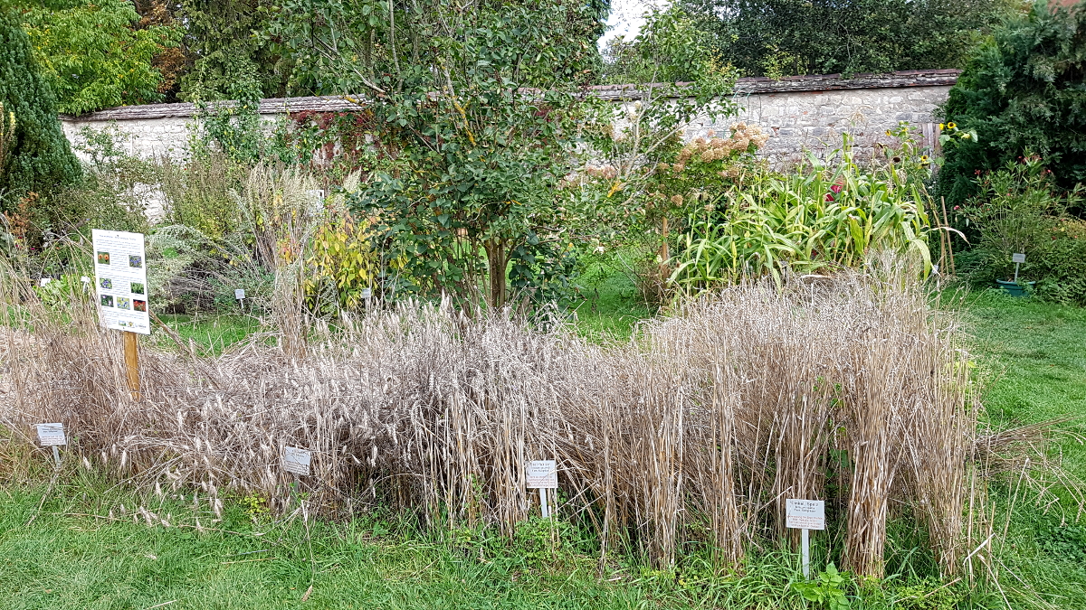 Kräutergarten Inzigkofen - Gtreidearten