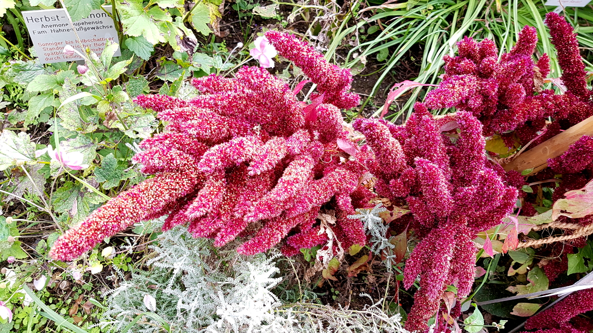 Kräutergarten Inzigkofen - Amaranth