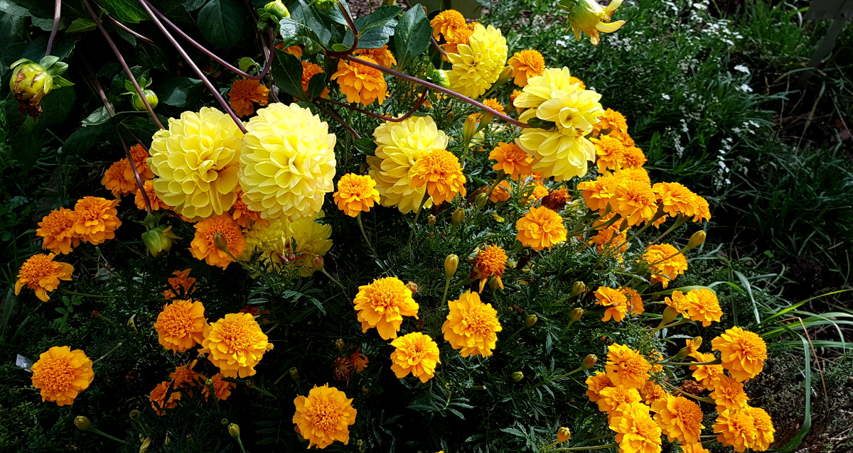 Kräutergarten Inzigkofen - Sommerblumen