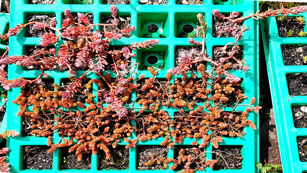 Saatplatten sind geeignet zur Anzucht von Ablegern. Hier Sedum acre u.a. Saatplatten sind geeignet zur Anzucht von Ablegern. Hier Sedum acre u.a.