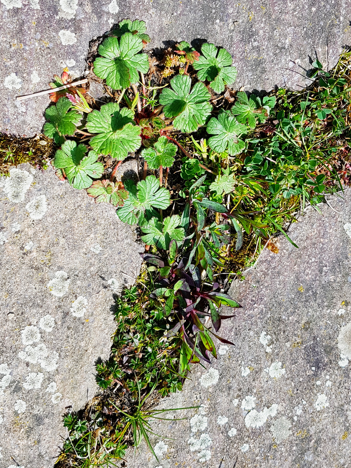Ein kleiner Storchschnabel (Geranium mollis)? Ein kleiner Storchschnabel (Geranium mollis)?