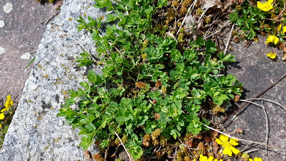 Muss leider raus: Horn-Klee hebt mit seinen Wurzeln die Platten hoch, darf in der Wiese wachsen Muss leider raus: Horn-Klee hebt mit seinen Wurzeln die Platten hoch, darf in der Wiese wachsen