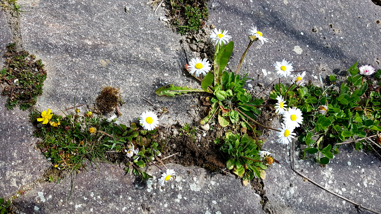 Gänseblümchen Gänseblümchen
