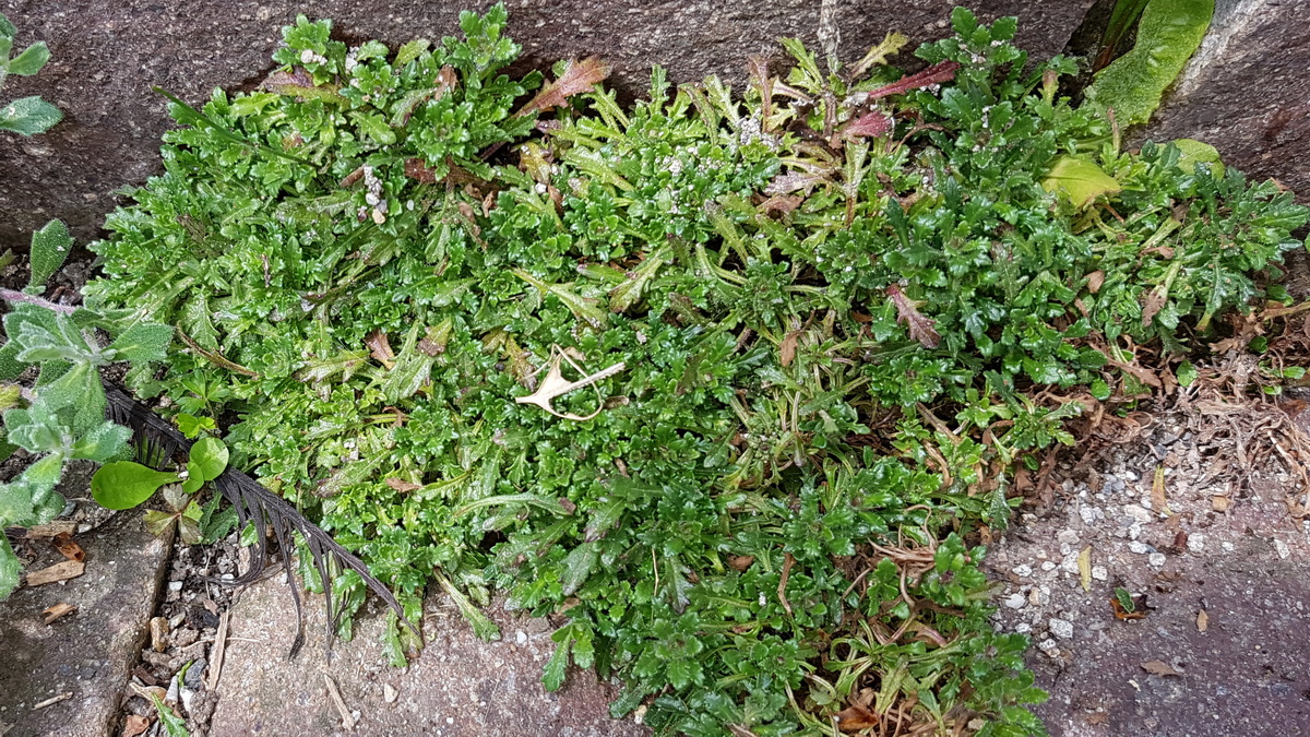 Leberbalsam (Erinus alpinus) Leberbalsam (Erinus alpinus)