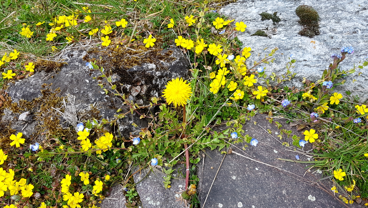 Muss leider raus: Löwenzahn, darf in der Wiese wachsen Muss leider raus: Löwenzahn, darf in der Wiese wachsen