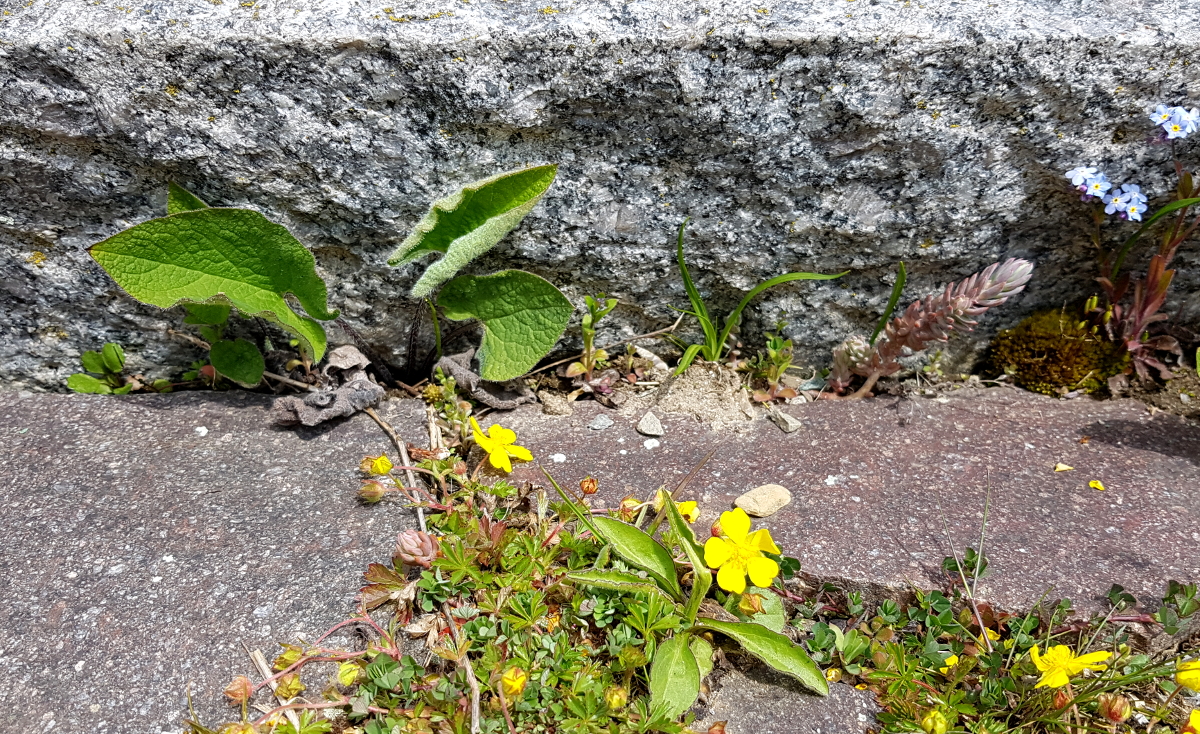 Muss leider raus: Kaukasus-Vergißmeinicht breitet sich hier unsagbar heftig aus Muss leider raus: Kaukasus-Vergißmeinicht breitet sich hier unsagbar heftig aus
