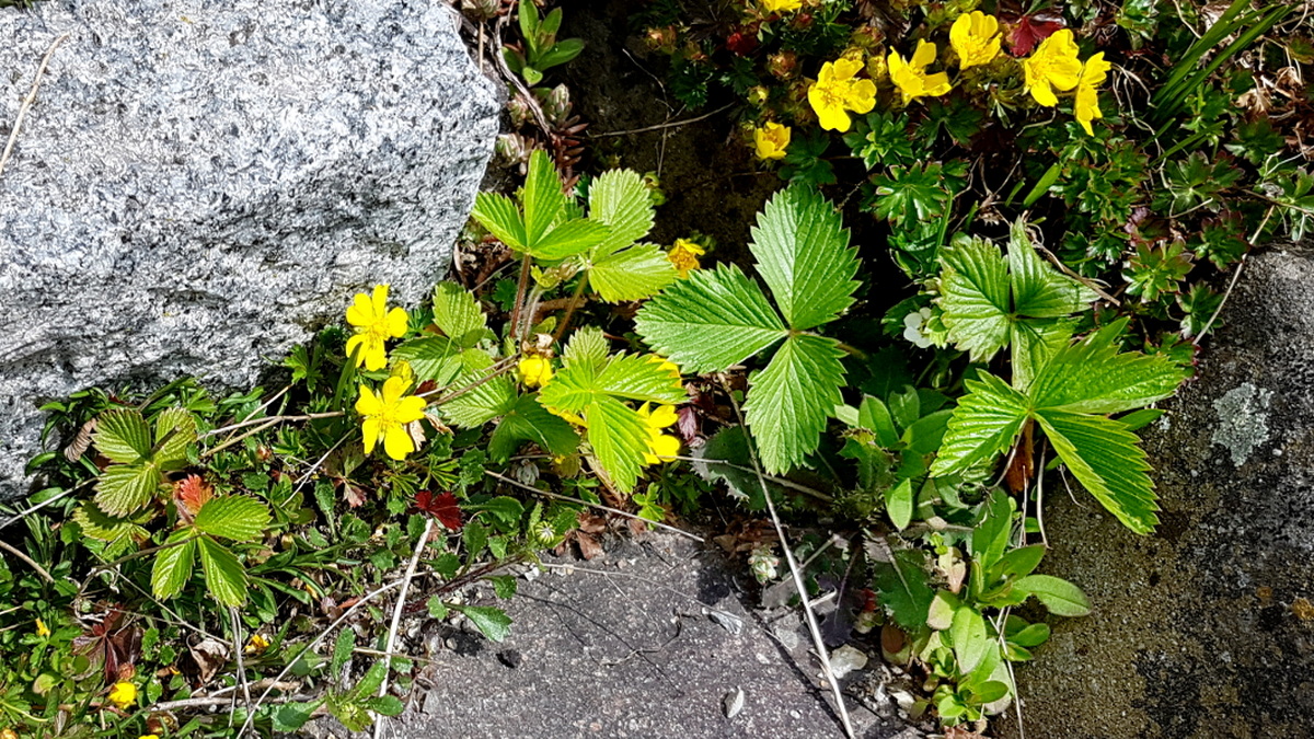 Fingerkraut und Erdbeerchen Fingerkraut und Erdbeerchen