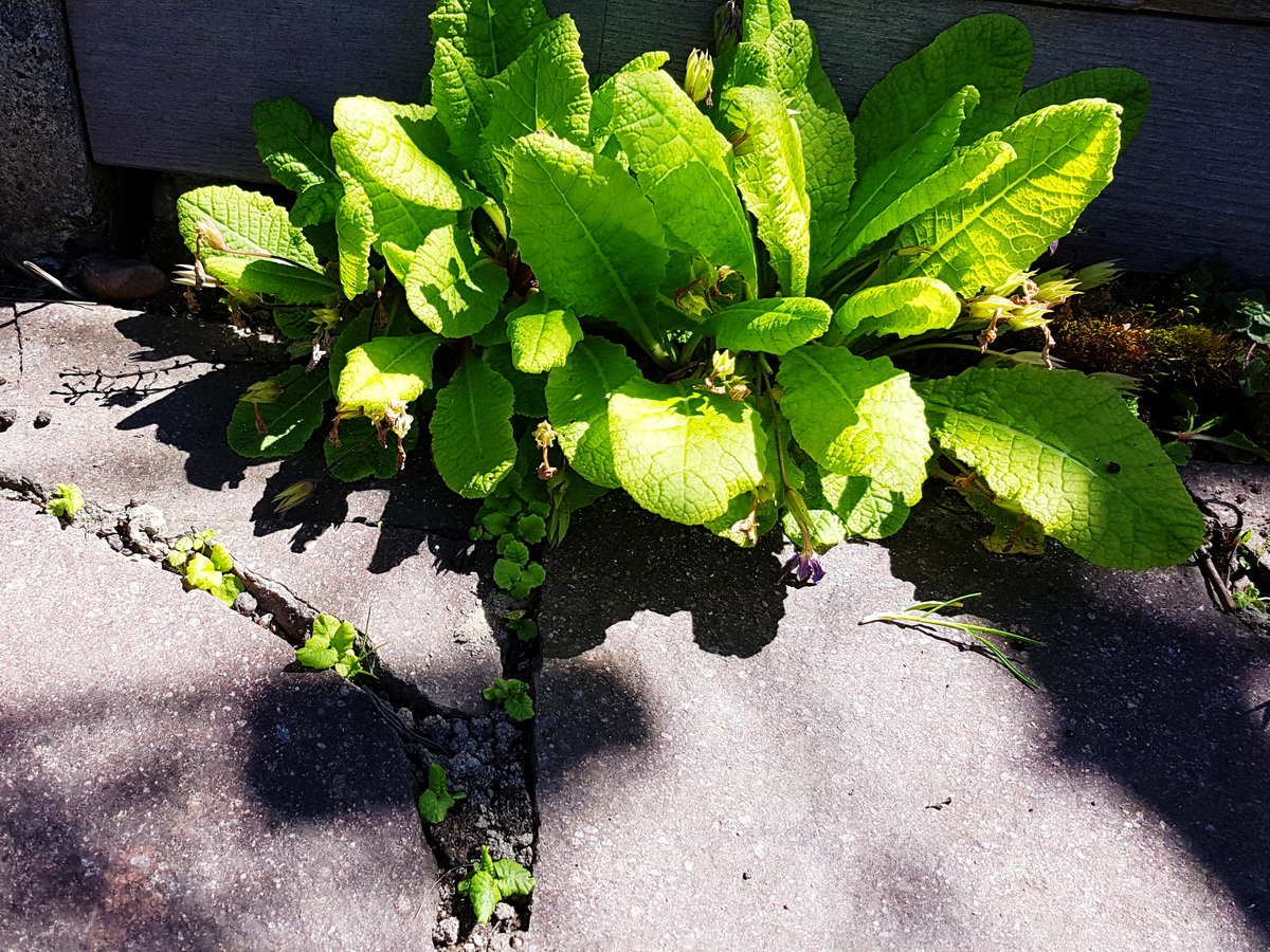 Unsere dauerblühende Primel vermehrt sich recht stark. Darf dann runter in die Kieseinfahrt Unsere dauerblühende Primel vermehrt sich recht stark. Darf dann runter in die Kieseinfahrt