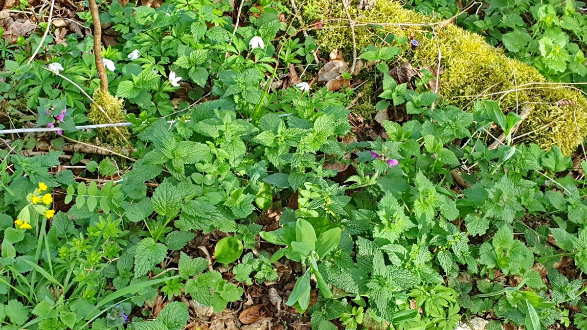 Buschwindröschen (Anemone nemorosa) Goldnessel (Lamium galeobdolon) Schlüsselblume (Primula veris) Lungenkraut (Pulmonaria officinalis) Echter Salomonsiegel (Polygonatum multiflorum) Frühlings-Platterbse (Lathyrus vernus) Waldmeister (Galium odoratum) Gefleckte Taubnessel (Lamium maculatum)