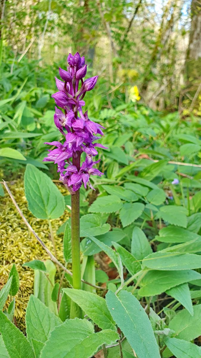 Manns-Knabenkraut (Orchis mascula)