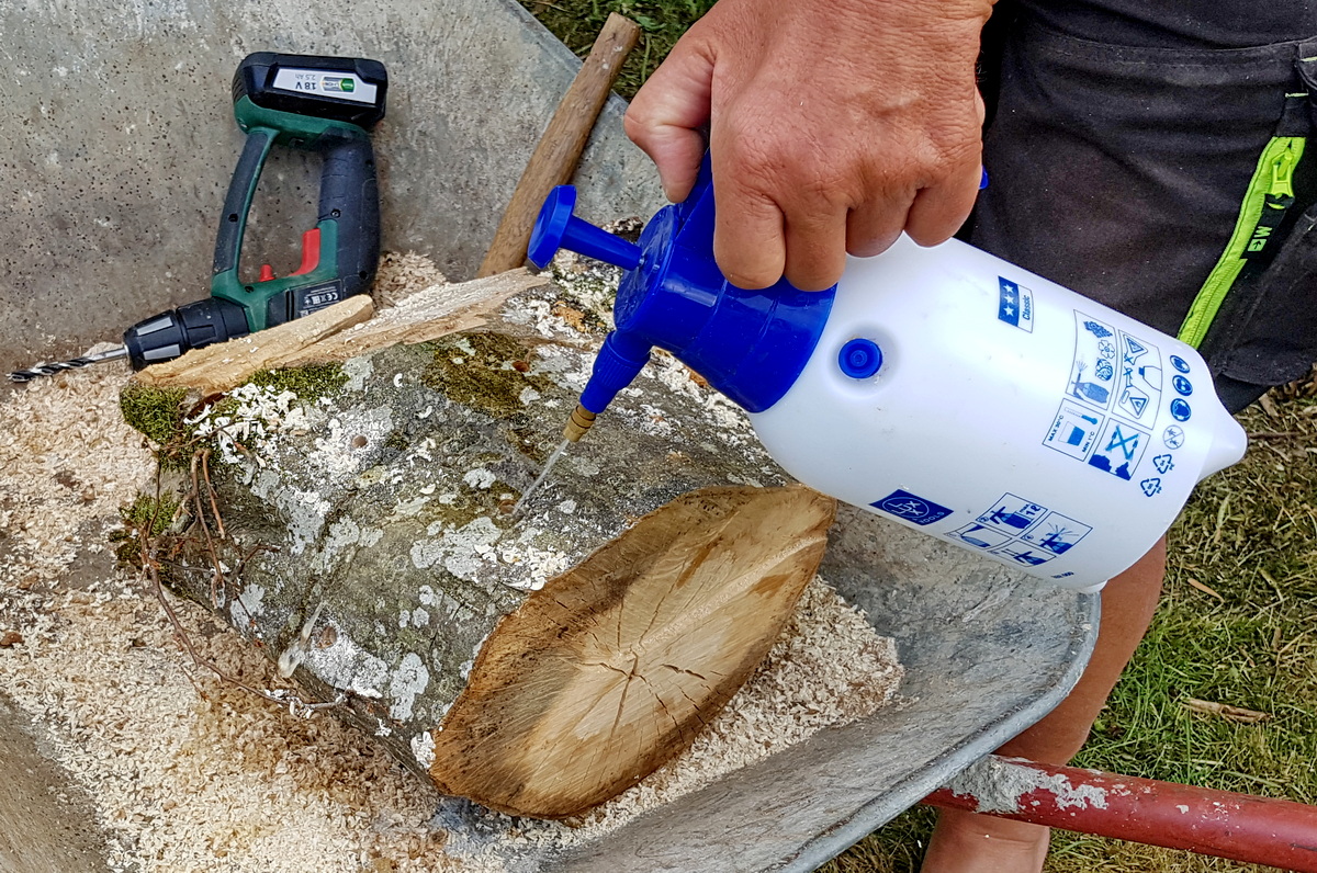 Kulturpilze auf Holzstämmen - Impfdübel Sägemehl auswaschen