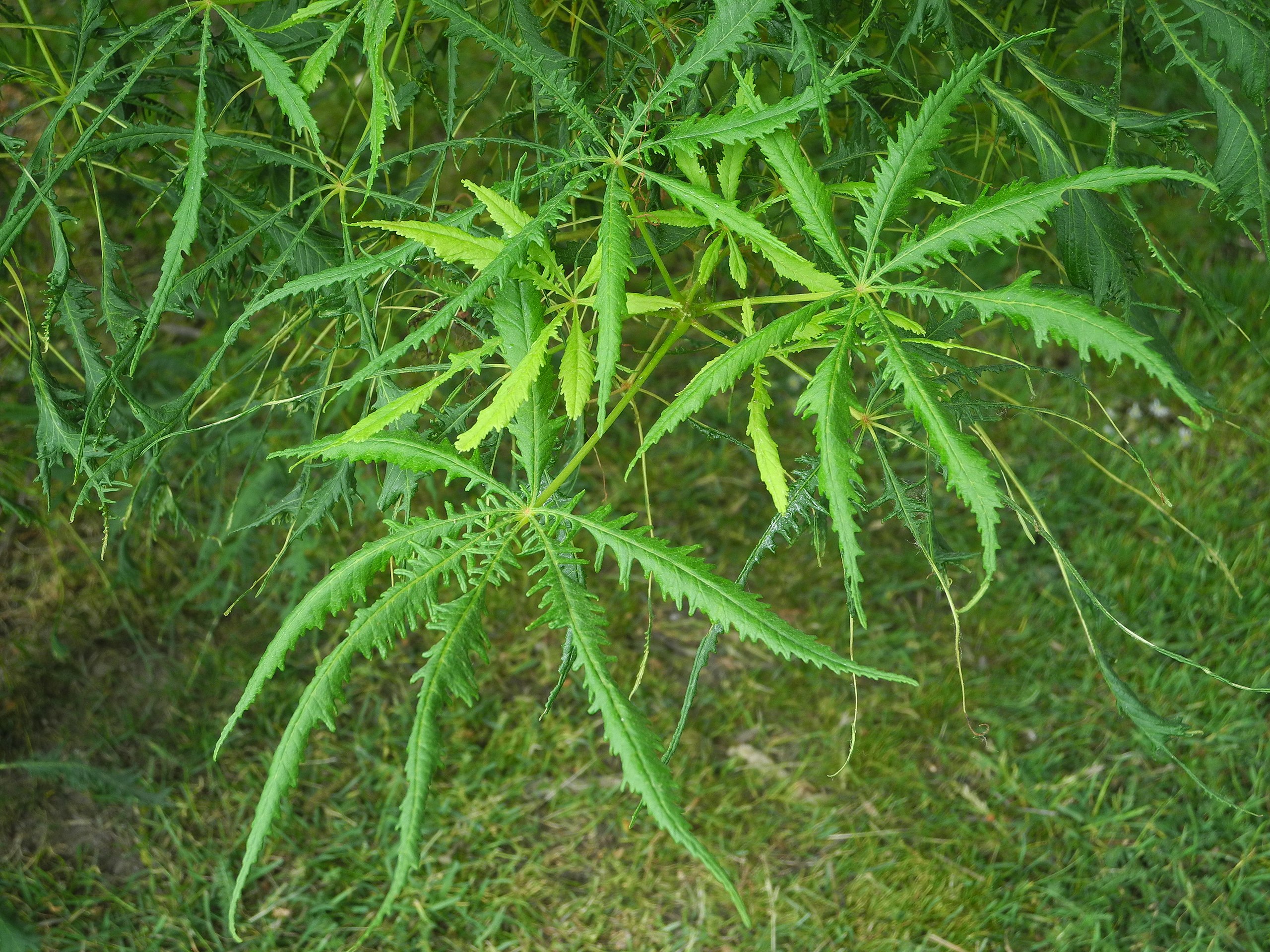 Aesculus hippocastanum 'Laciniata'