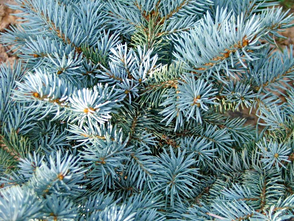 Blaue Atlas-Zeder Cedrus libani 'Glauca' atlancia 'Glauca' Blaue Atlas-Zeder Cedrus libani 'Glauca' atlancia 'Glauca'