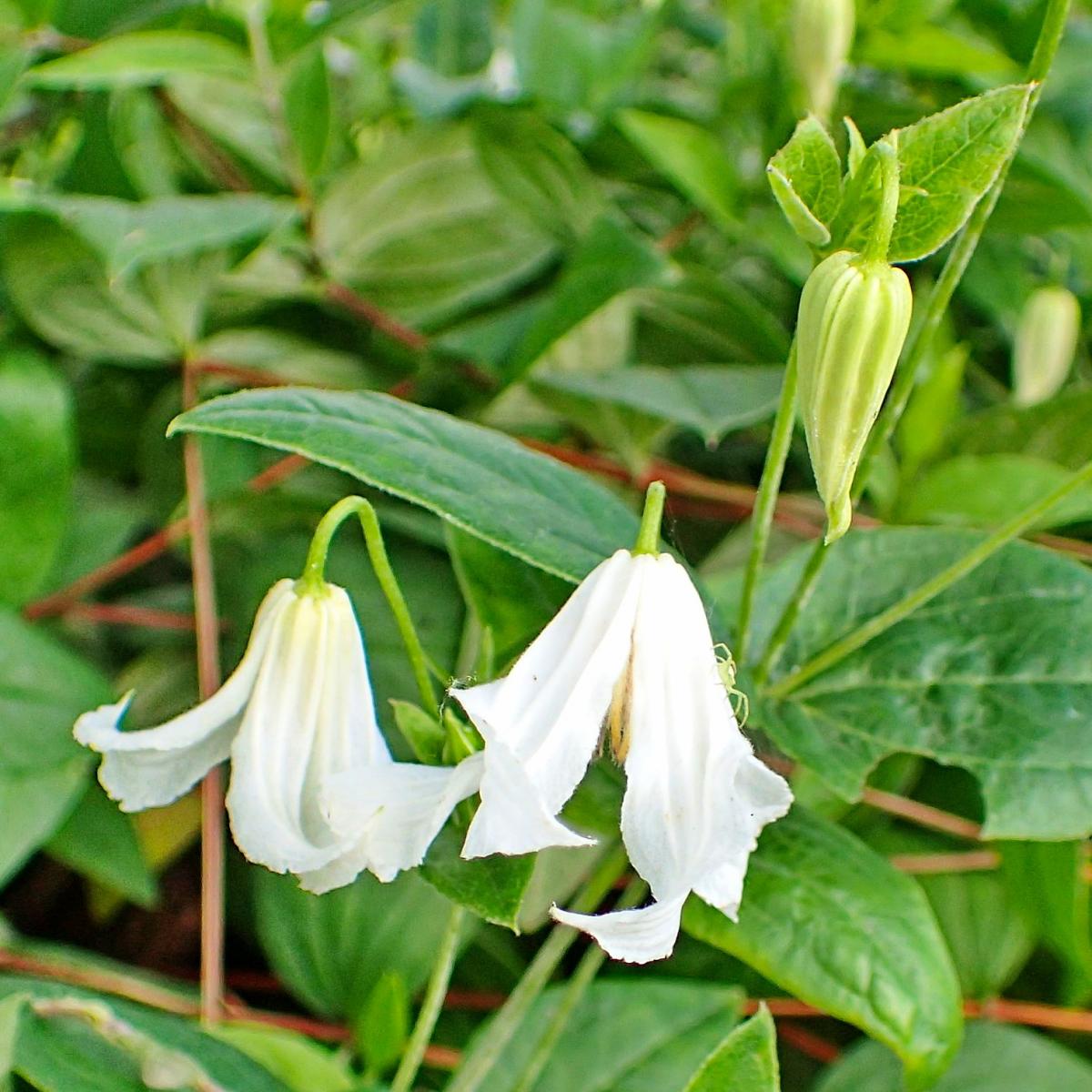 Clematis integrifolia 'Alba' Kaufen Clematis integrifolia 'Alba' Kaufen