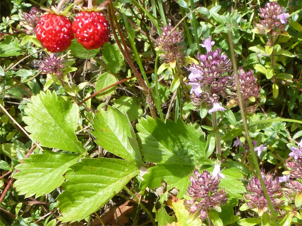 Walderdbeeren im Naschgarten