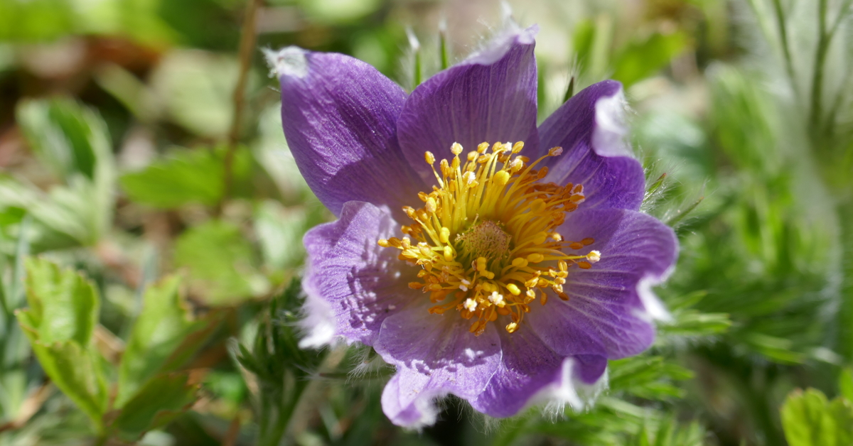 Stauden für den Lebensraum Freiflächen Stauden für den Lebensraum Freiflächen