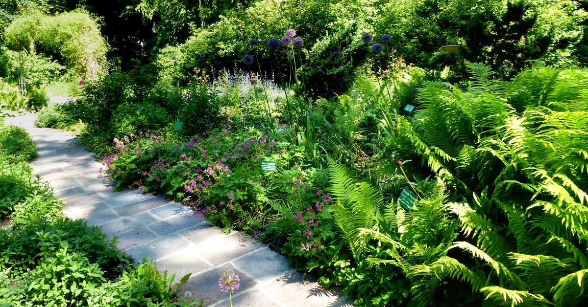 Stauden für den Lebensraum Gehölzrand Stauden für den Lebensraum Gehölzrand