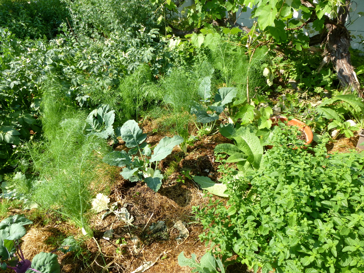 Kohlrabi - Fenchel - Kartoffeln