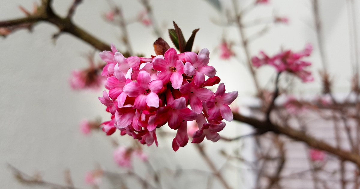 Winterschneeball - Viburnum bodnantense Winterschneeball - Viburnum bodnantense