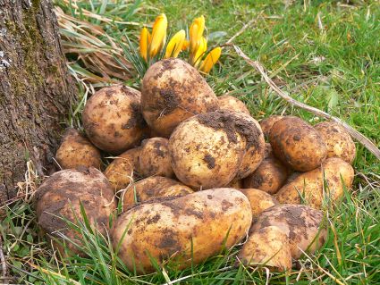 Biogarten Biogemüse Kartoffeln Permakultur