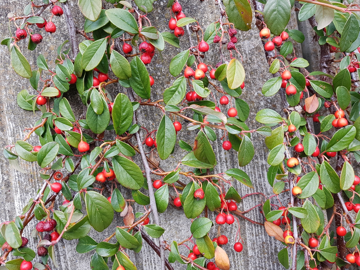 Cotoneaster Radicans Cotoneaster Radicans