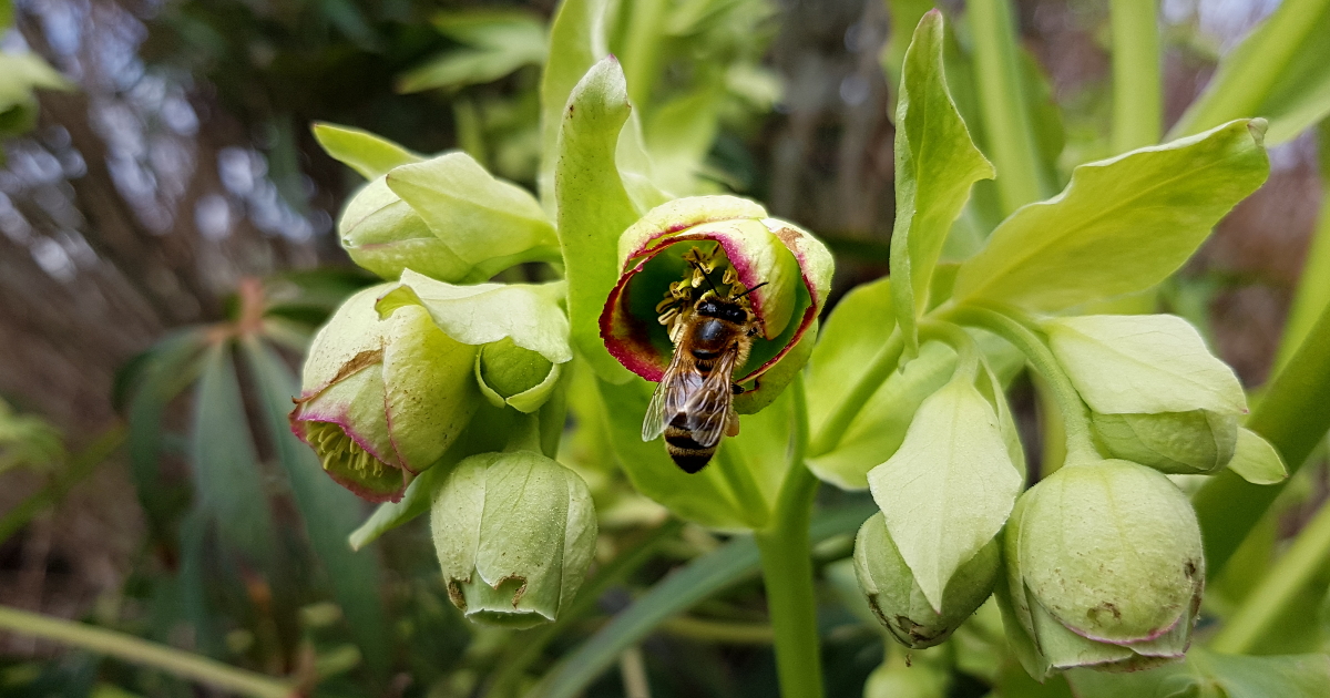 Helleborus foeditus - Stinkene Nieswurz mit Biene Helleborus foeditus - Stinkene Nieswurz mit Biene