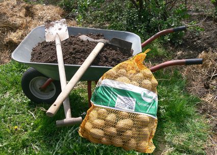 Biogarten Biogemüse Mulchgarten Kartoffeln Biogarten Biogemüse Mulchgarten Kartoffeln