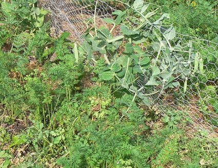 Biogarten Biogemüse Mulchgarten Möhren Erbsen