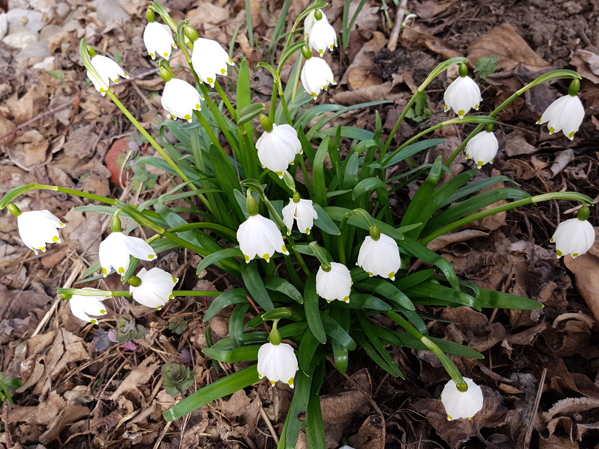 Frühlingsknotenblume - Leucojum vernum Frühlingsknotenblume - Leucojum vernum