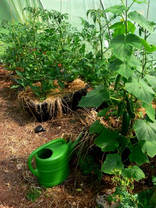 Biogarten Biogemüse Mulchgarten Gewächshaus Tomaten Gurken