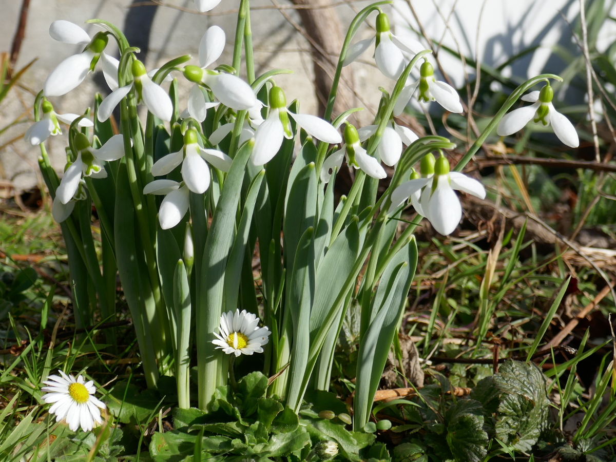 Schneeglöckchen hier mit Gäsenblümchen Schneeglöckchen hier mit Gäsenblümchen