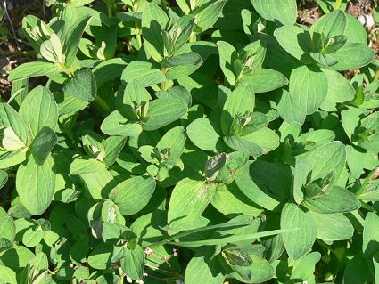 Wildkräuter Küche Garten Johanniskraut