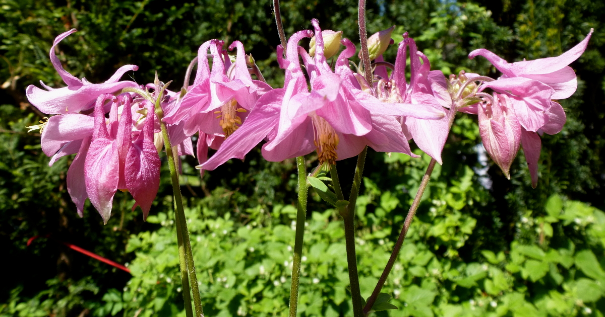 Versamende Stauden Versamende Stauden