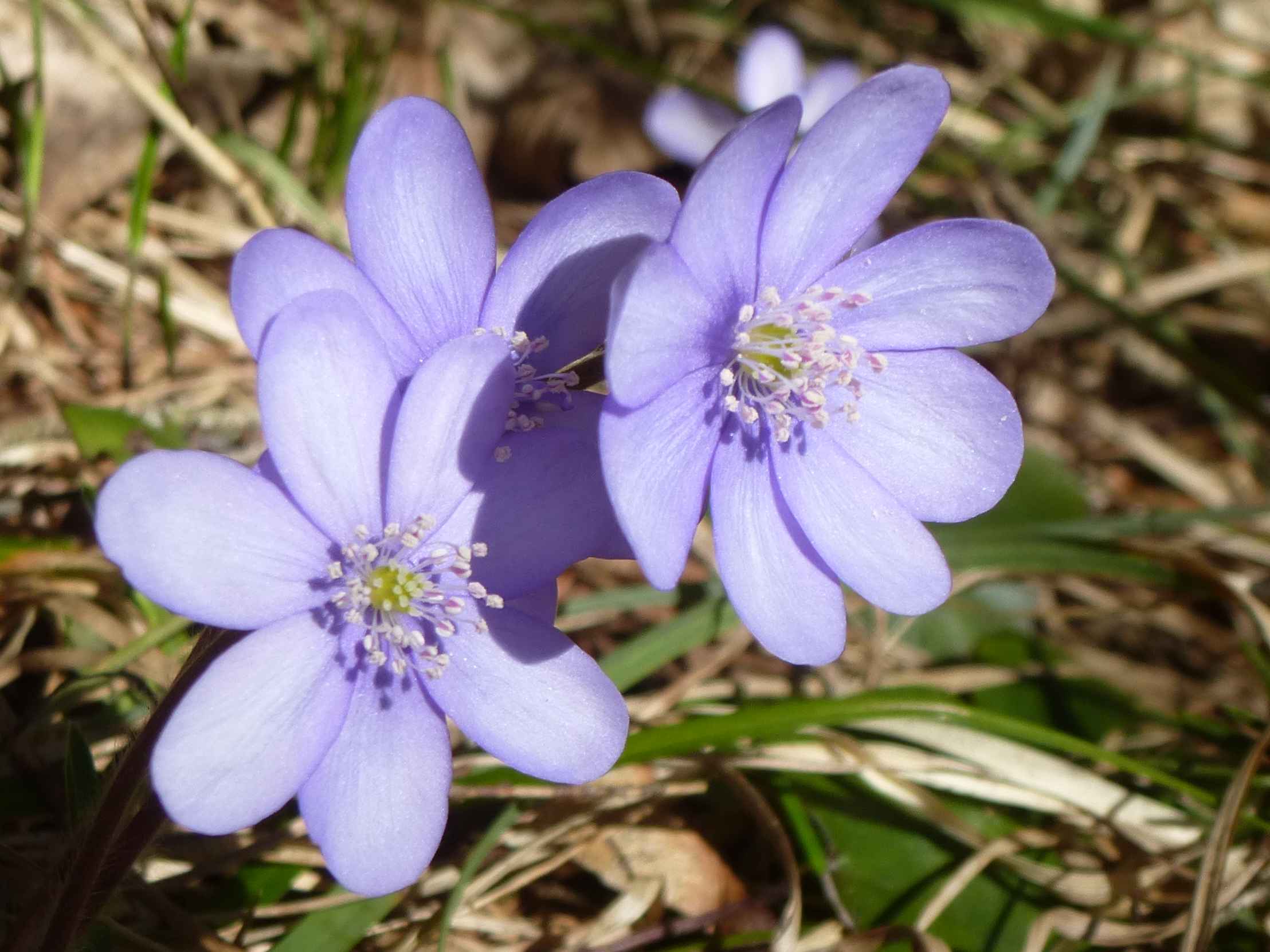 Auch das Leberblümchen gehört zu den alten Staudenschätzen. Auch das Leberblümchen gehört zu den alten Staudenschätzen.