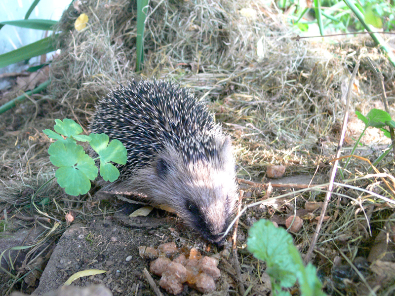 Igel im Mulchgarten Igel im Mulchgarten